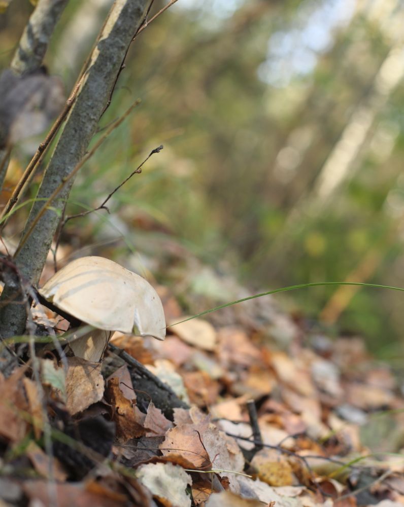 Бульонные кубики с лесными грибами или как поймать "умами" Бульонные кубики с лесными грибами или как поймать "умами"